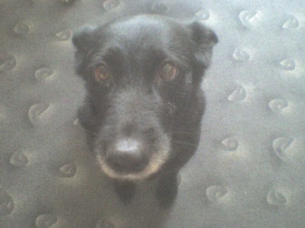 Pegy