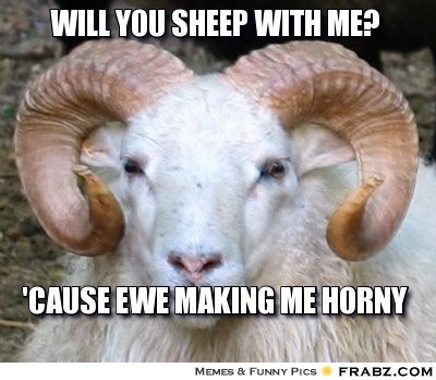 sheep